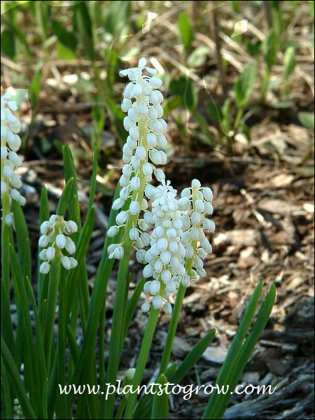 The first three pictures were taken a job I was working at.  It was a pleasant surprise to see the white flowers of this Muscari as compared to the very common Blue Grape Hyacinth.